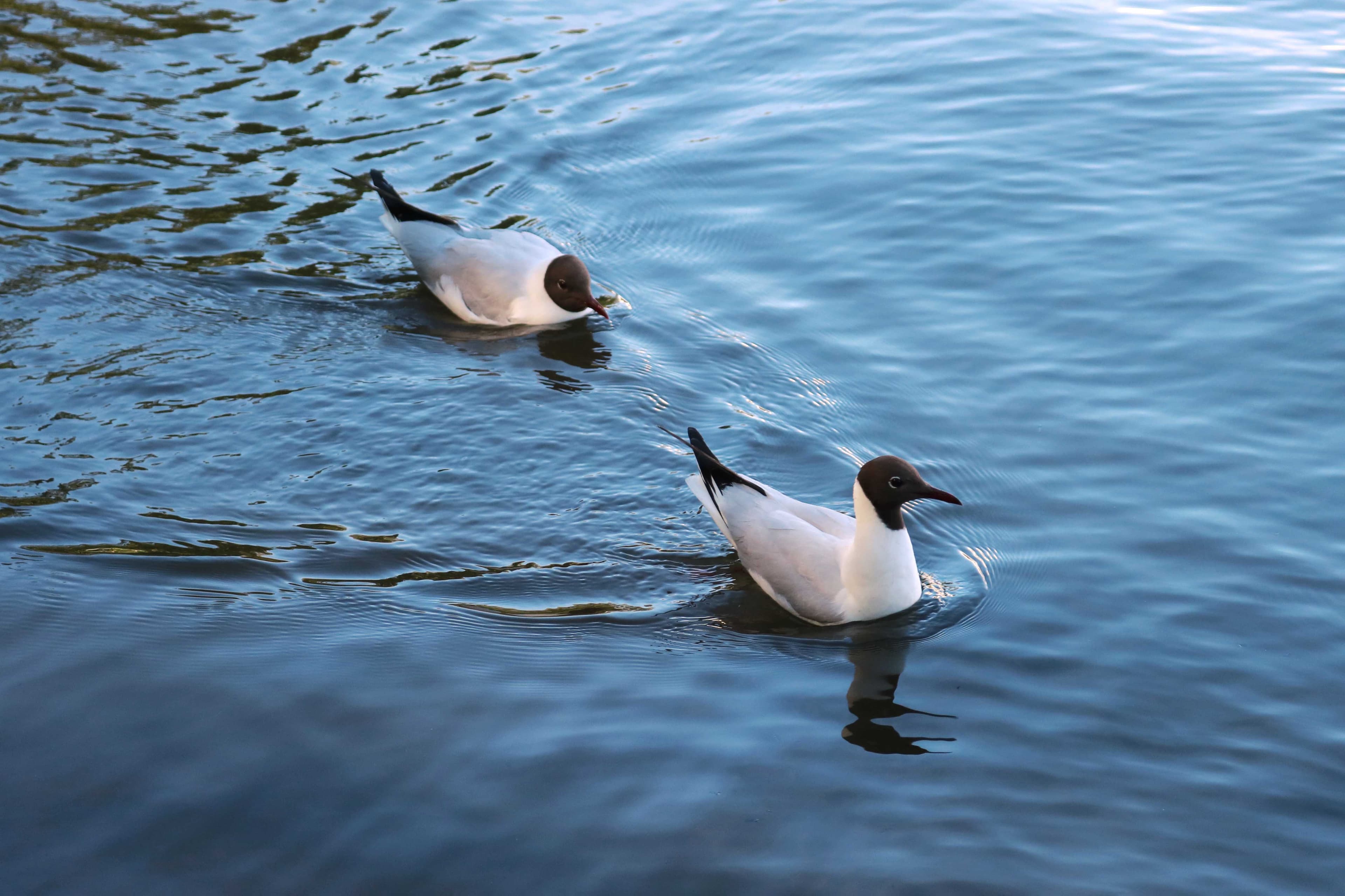 Wildlife 13