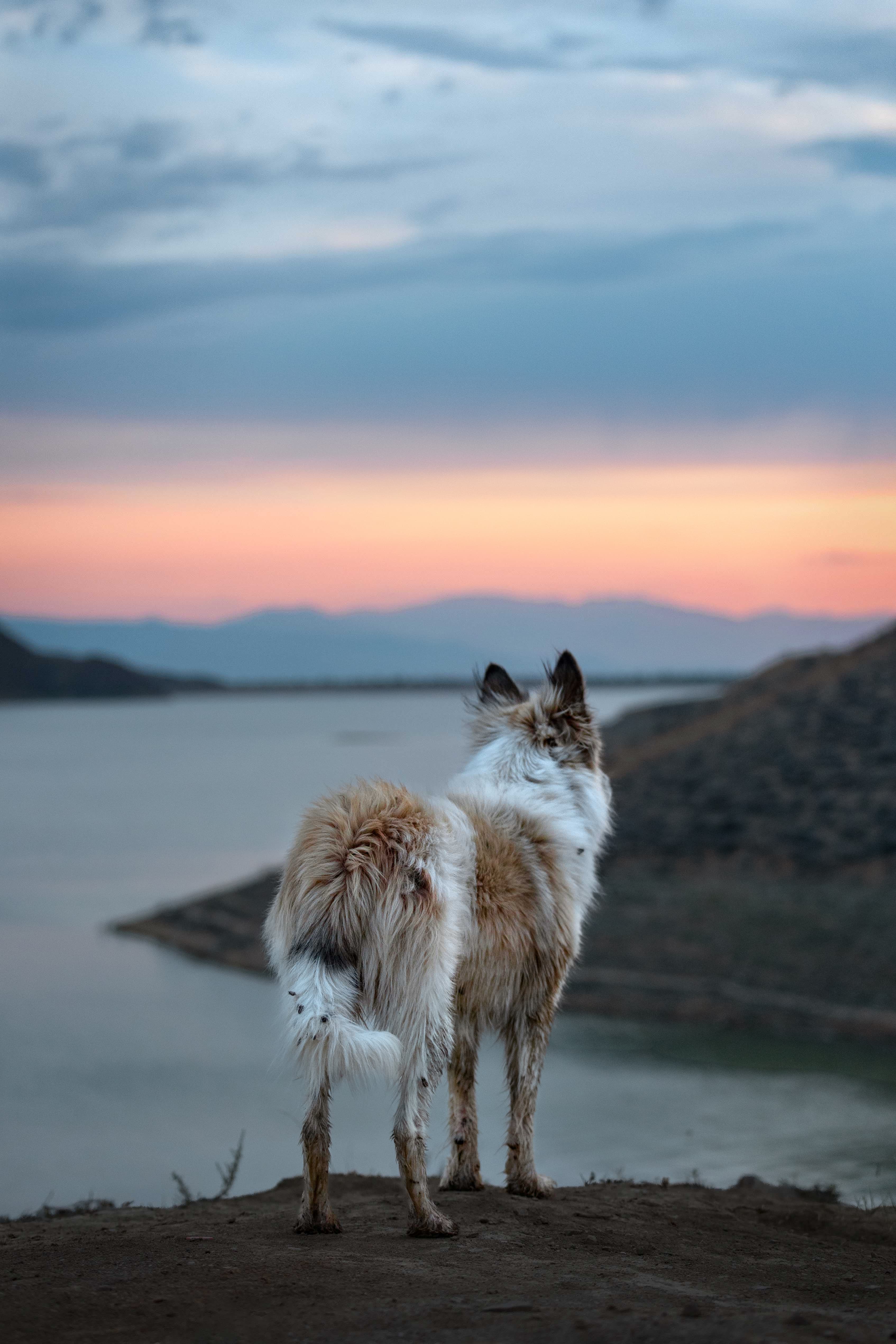 Wildlife 6
