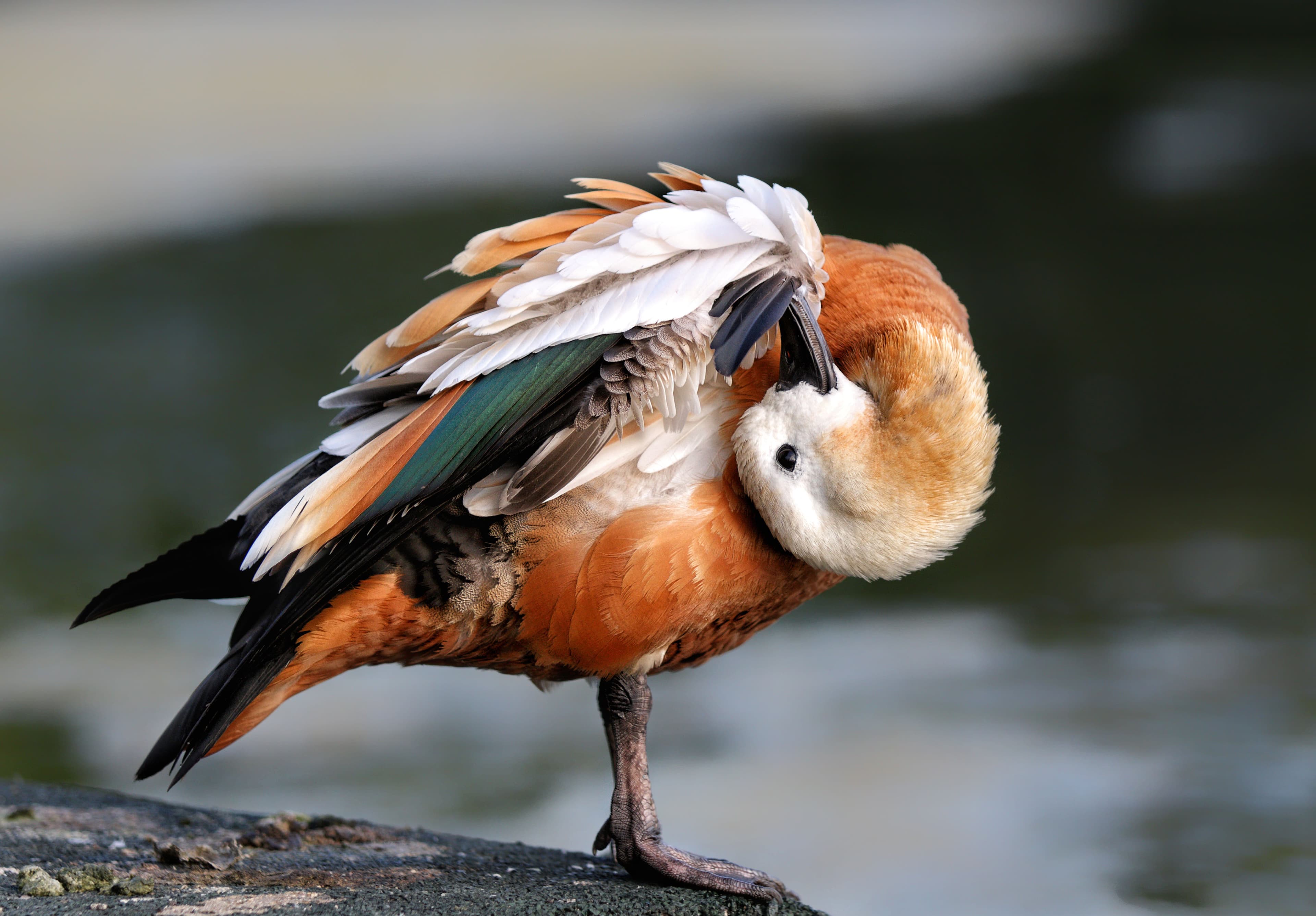 Wildlife 5