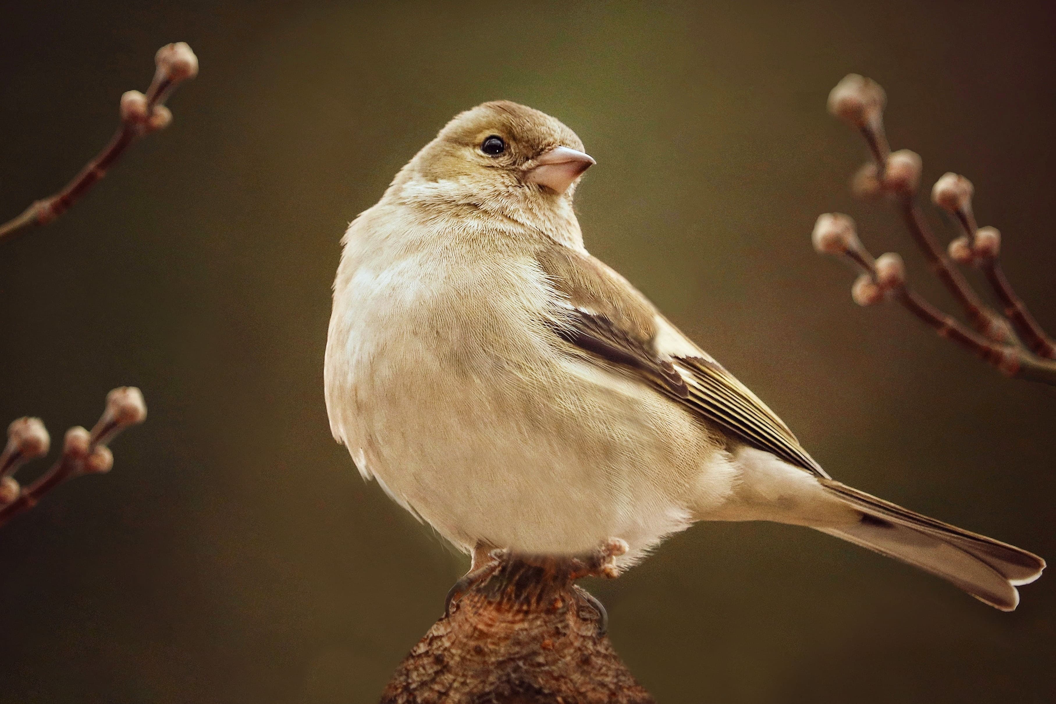 Wildlife 7