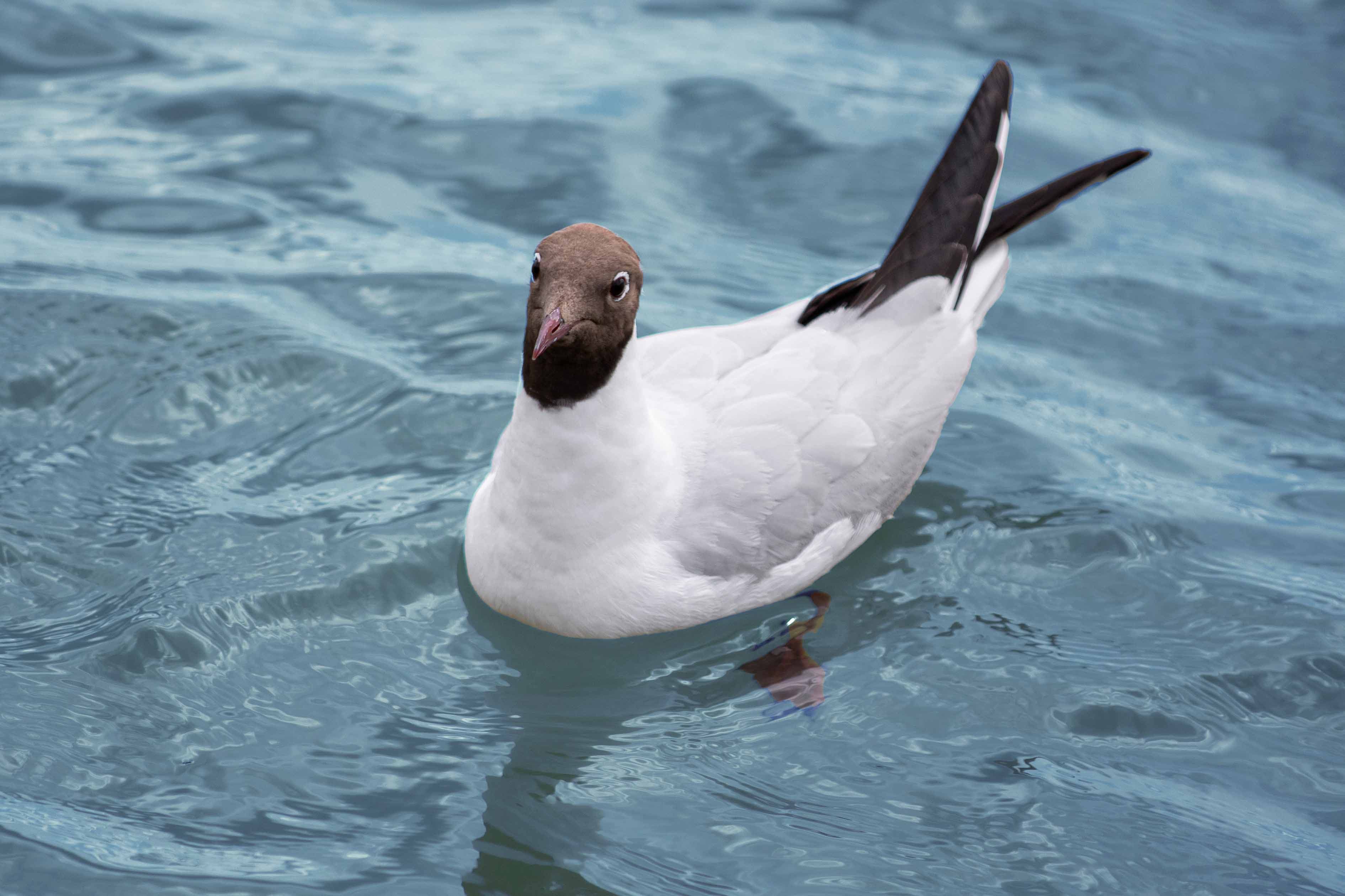 Wildlife 9