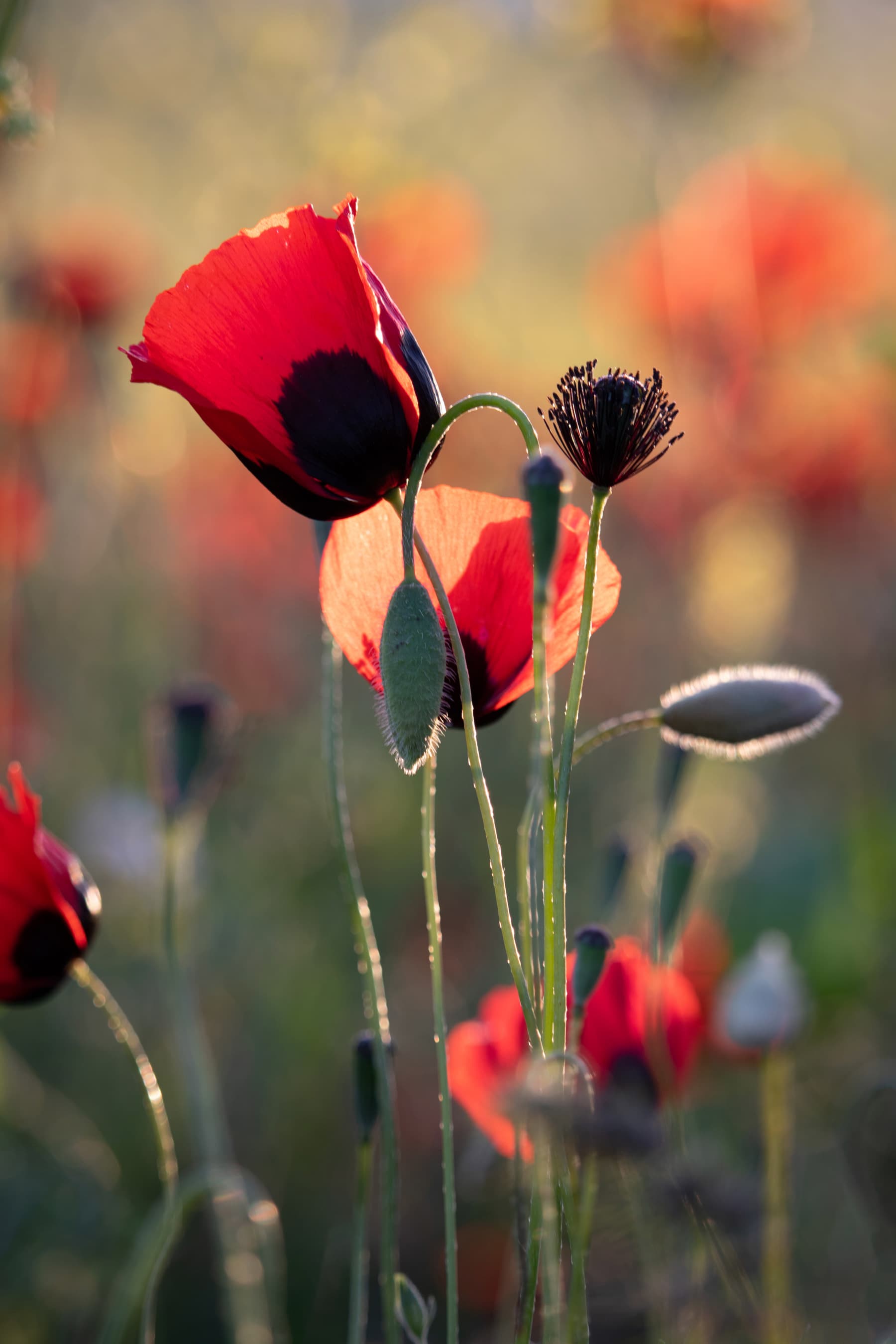Flora 10