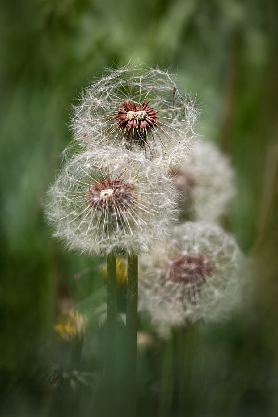 Flora 9