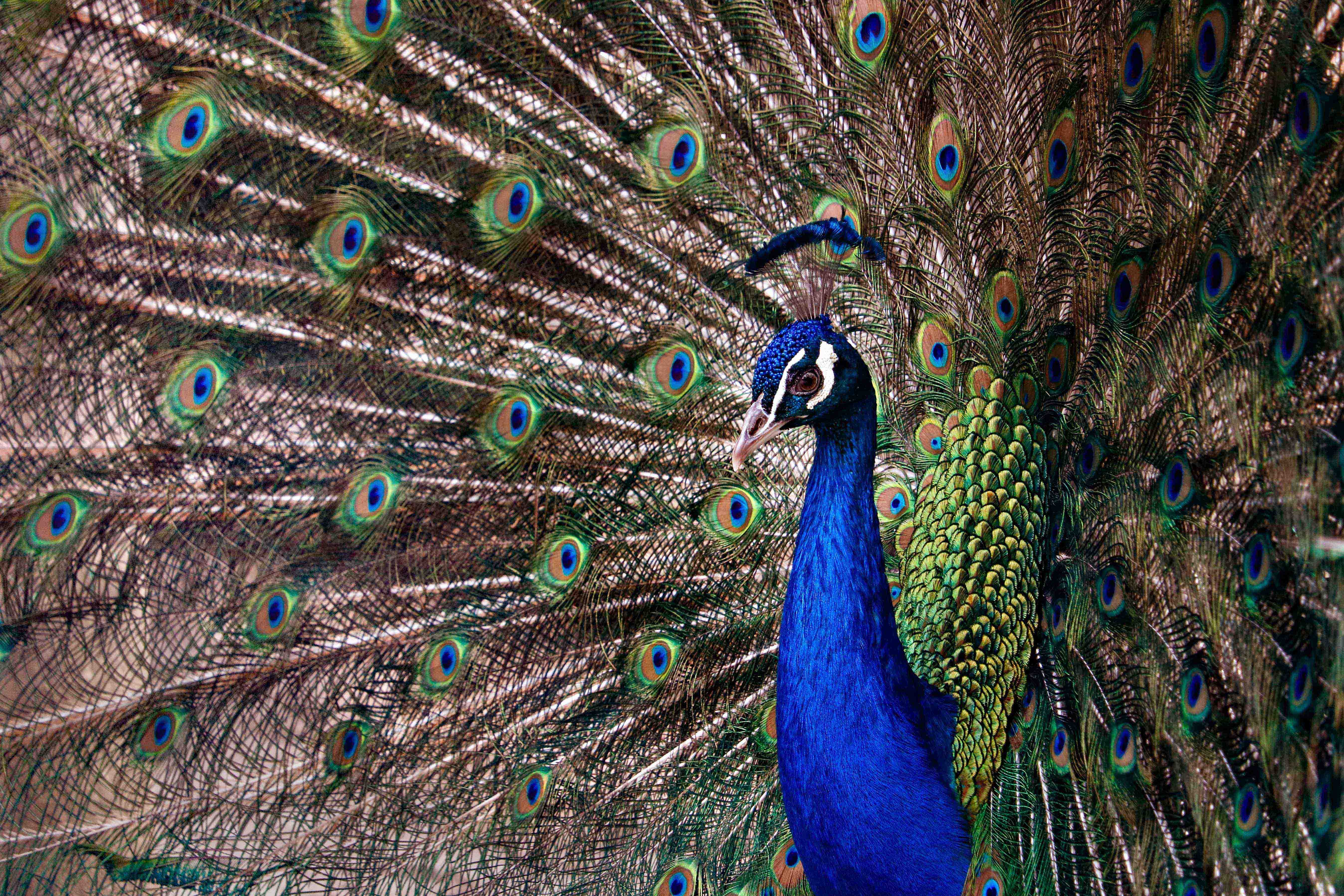 Wildlife 22