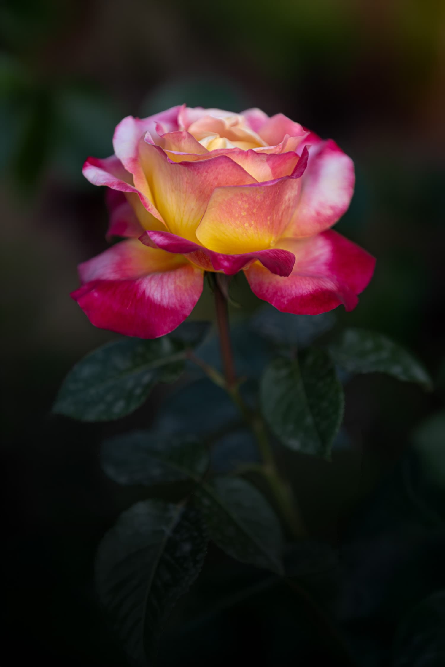 Flora 7