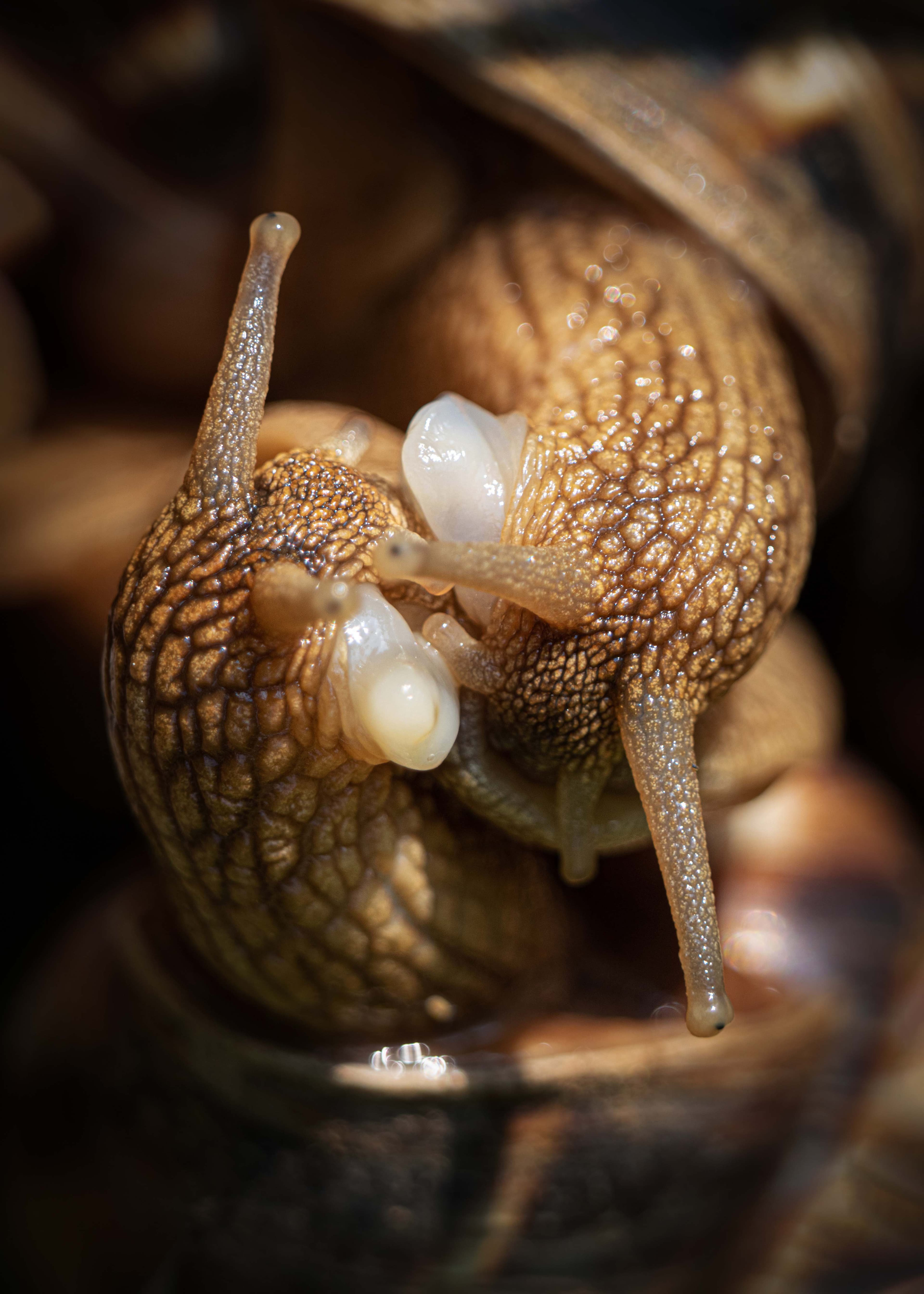 Wildlife 12