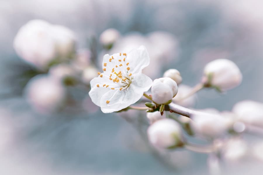 Flora 8