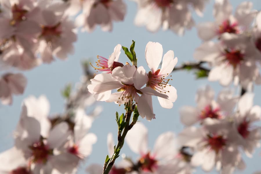 Flora 4