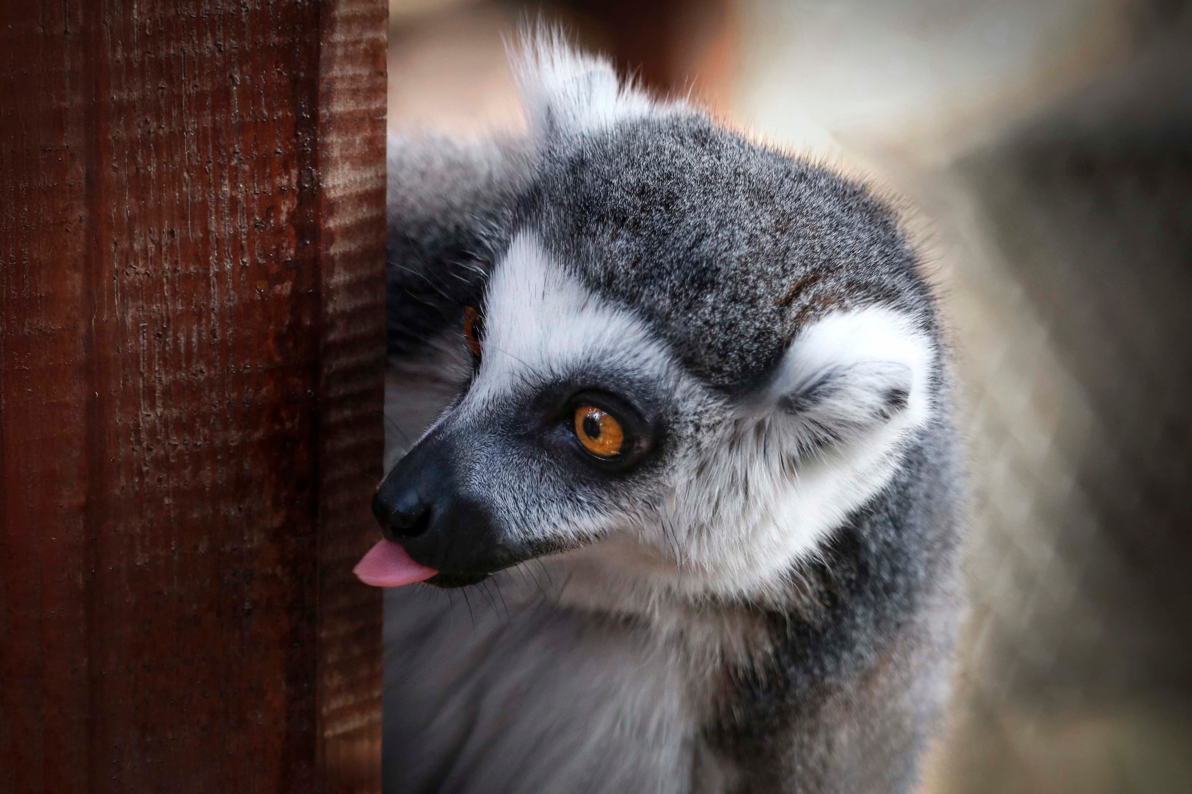 Wildlife 21